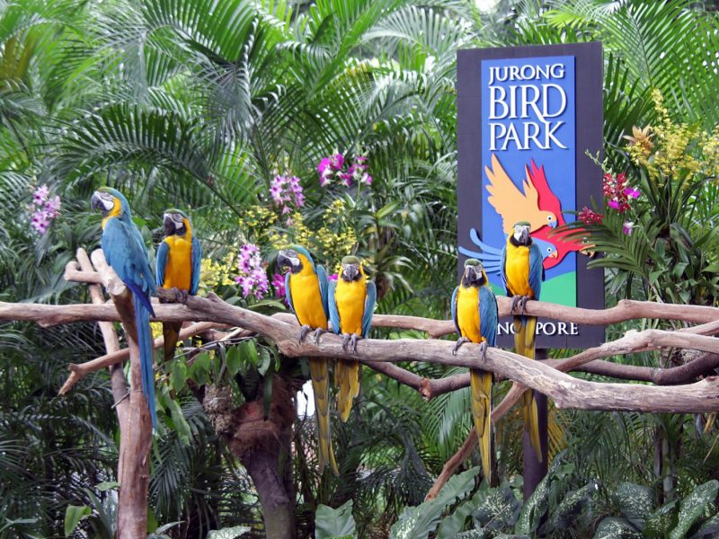 Bird Paradise | Singapore [ Local ]