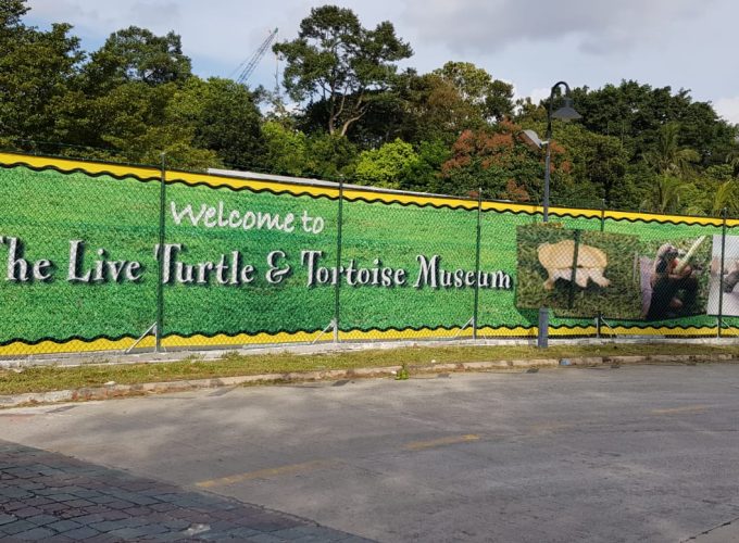 Live Turtle Museum | Singapore
