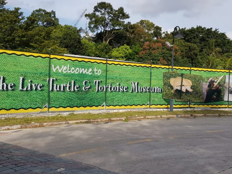 Live Turtle Museum | Singapore